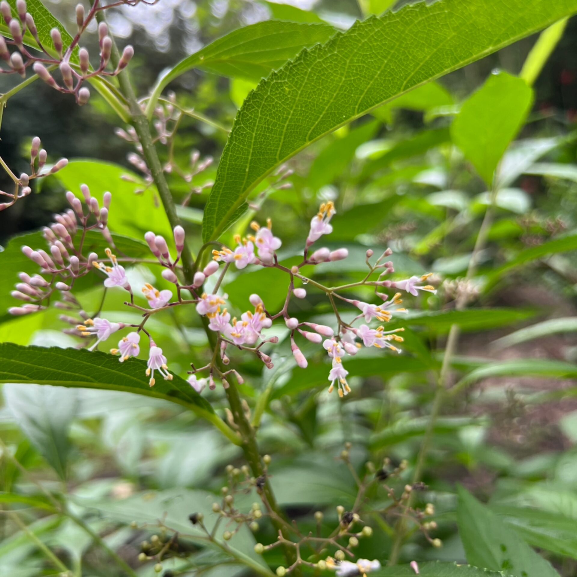 Callicarpa salicifolia (Willowleaf Beautyberry) at The John Fairey Garden nursery in Hempstead, Texas