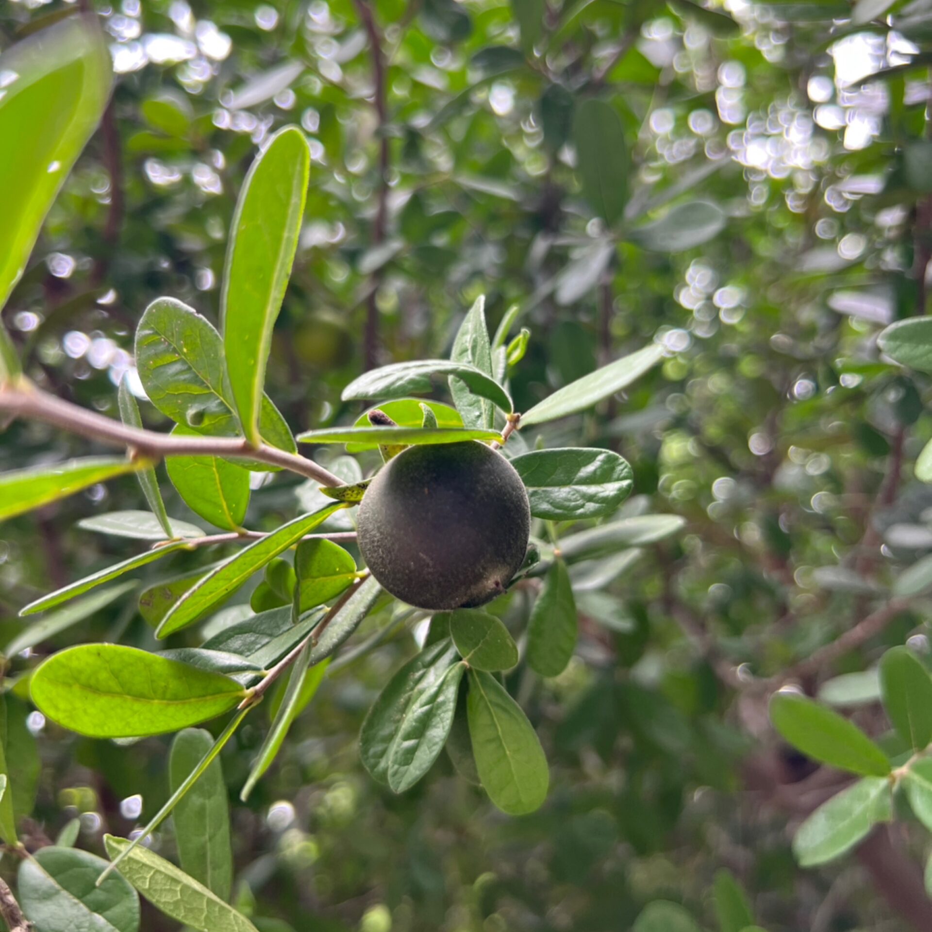 Diospyros texana (Texas Persimmon) at The John Fairey Garden nursery in Hempstead, Texas