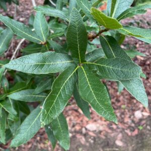Quercus rysophylla (Loquat Leaf Oak) at The John Fairey Garden nursery in Hempstead, Texas