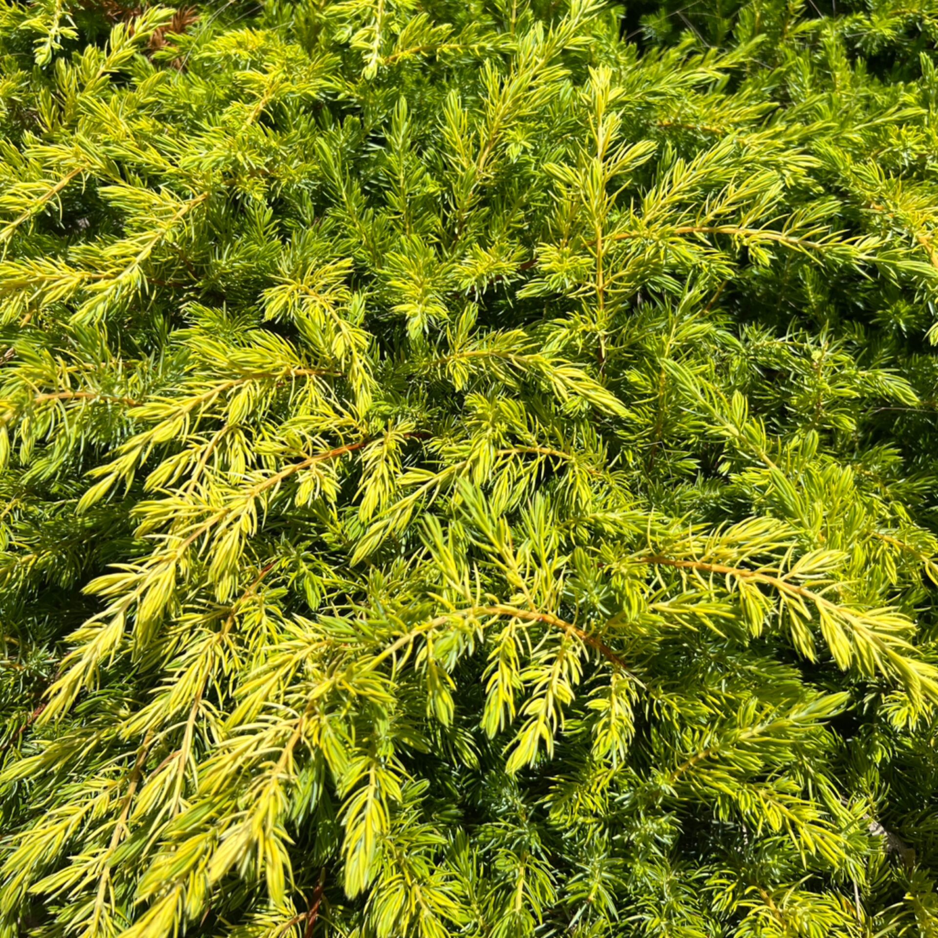 Juniperus rigida subsp. conferta ‘All Gold’ (All Gold Shore Juniper) at The John Fairey Garden nursery in Hempstead, Texas