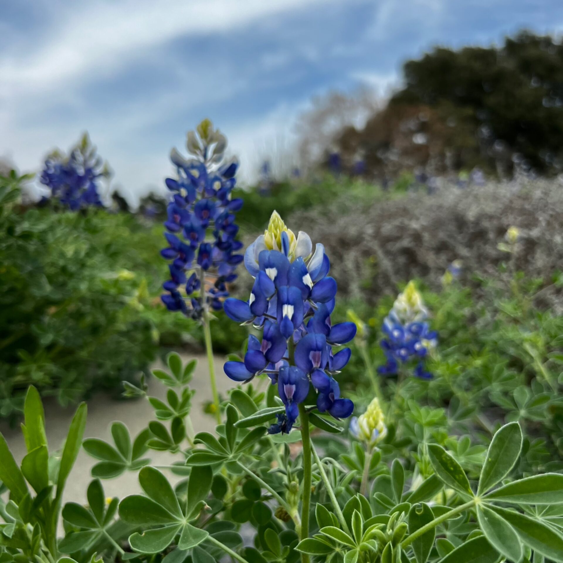Seeds – Bluebonnet (Bluebonnet Seeds) at The John Fairey Garden nursery in Hempstead, Texas