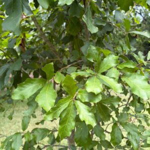Quercus arkansana (Arkansas Oak) at The John Fairey Garden nursery in Hempstead, Texas
