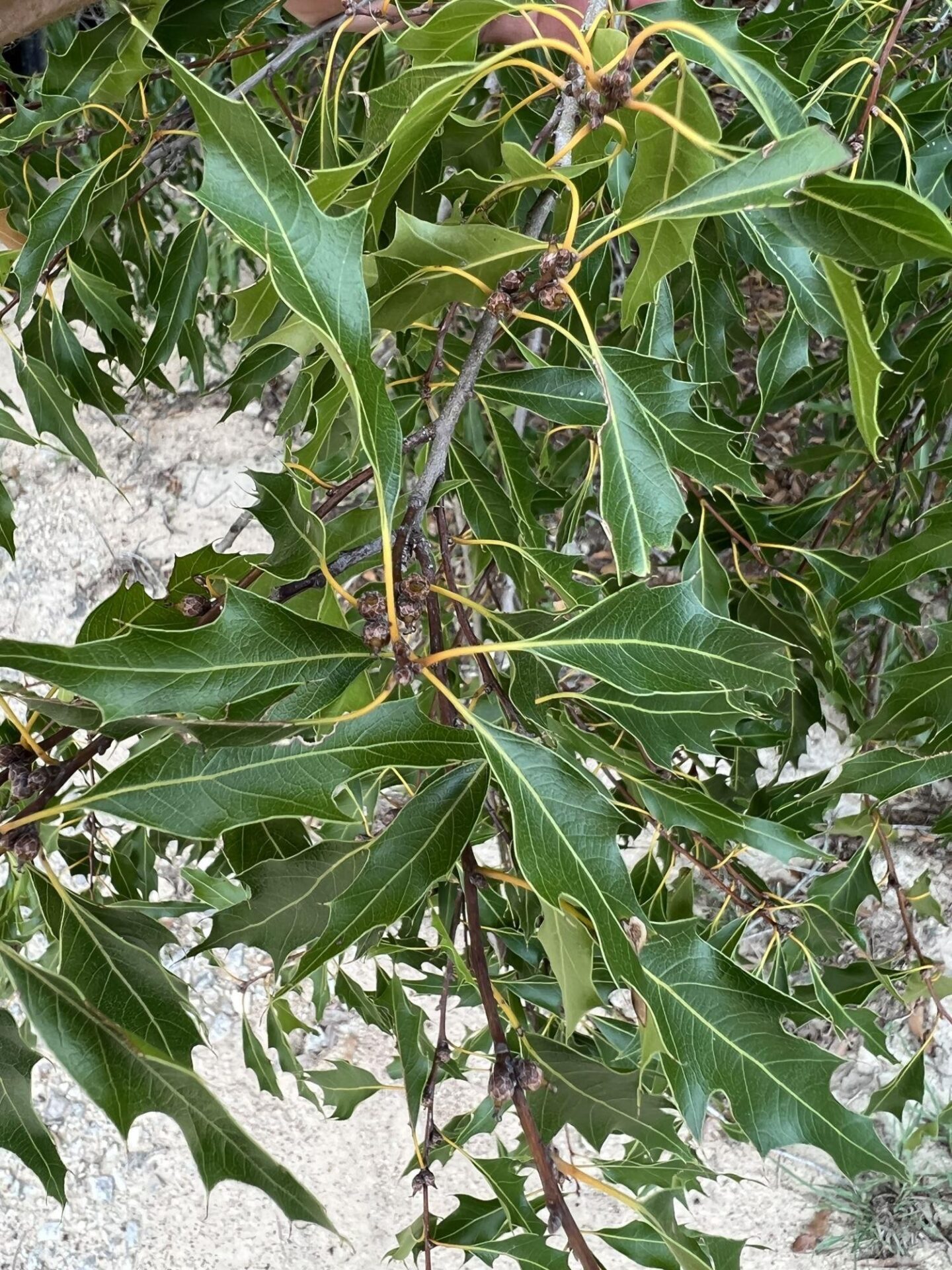 Quercus canbyi (Chisos Oak) at The John Fairey Garden nursery in Hempstead, Texas