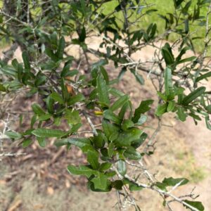 Quercus fusiformis (Escarpment Live Oak) at The John Fairey Garden nursery in Hempstead, Texas