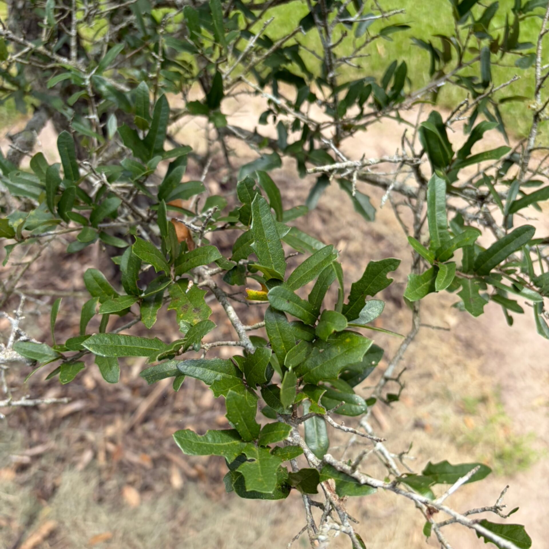 Quercus fusiformis (Escarpment Live Oak) at The John Fairey Garden nursery in Hempstead, Texas