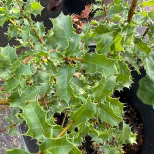 Quercus ilex (Holly Oak) at The John Fairey Garden nursery in Hempstead, Texas