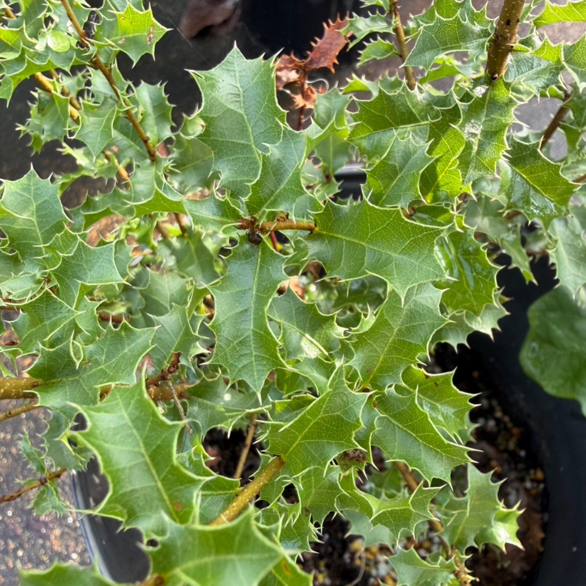 Quercus ilex (Holly Oak) at The John Fairey Garden nursery in Hempstead, Texas