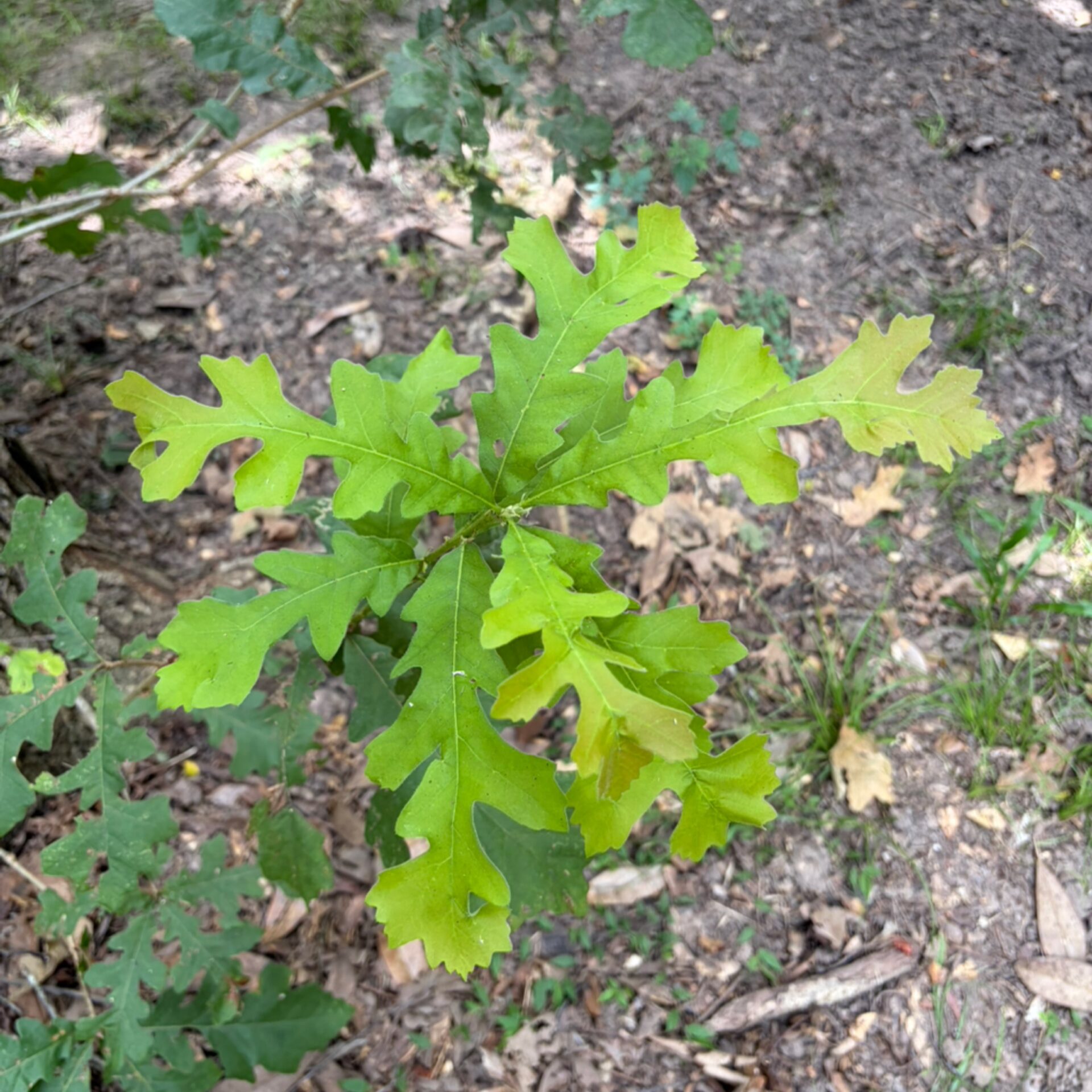 Quercus macrocarpa (Bur Oak) at The John Fairey Garden nursery in Hempstead, Texas