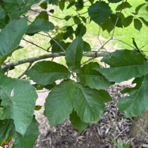 Quercus muehlenbergii (Chinkapin Oak) at The John Fairey Garden nursery in Hempstead, Texas