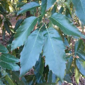 Quercus sartorii at The John Fairey Garden nursery in Hempstead, Texas