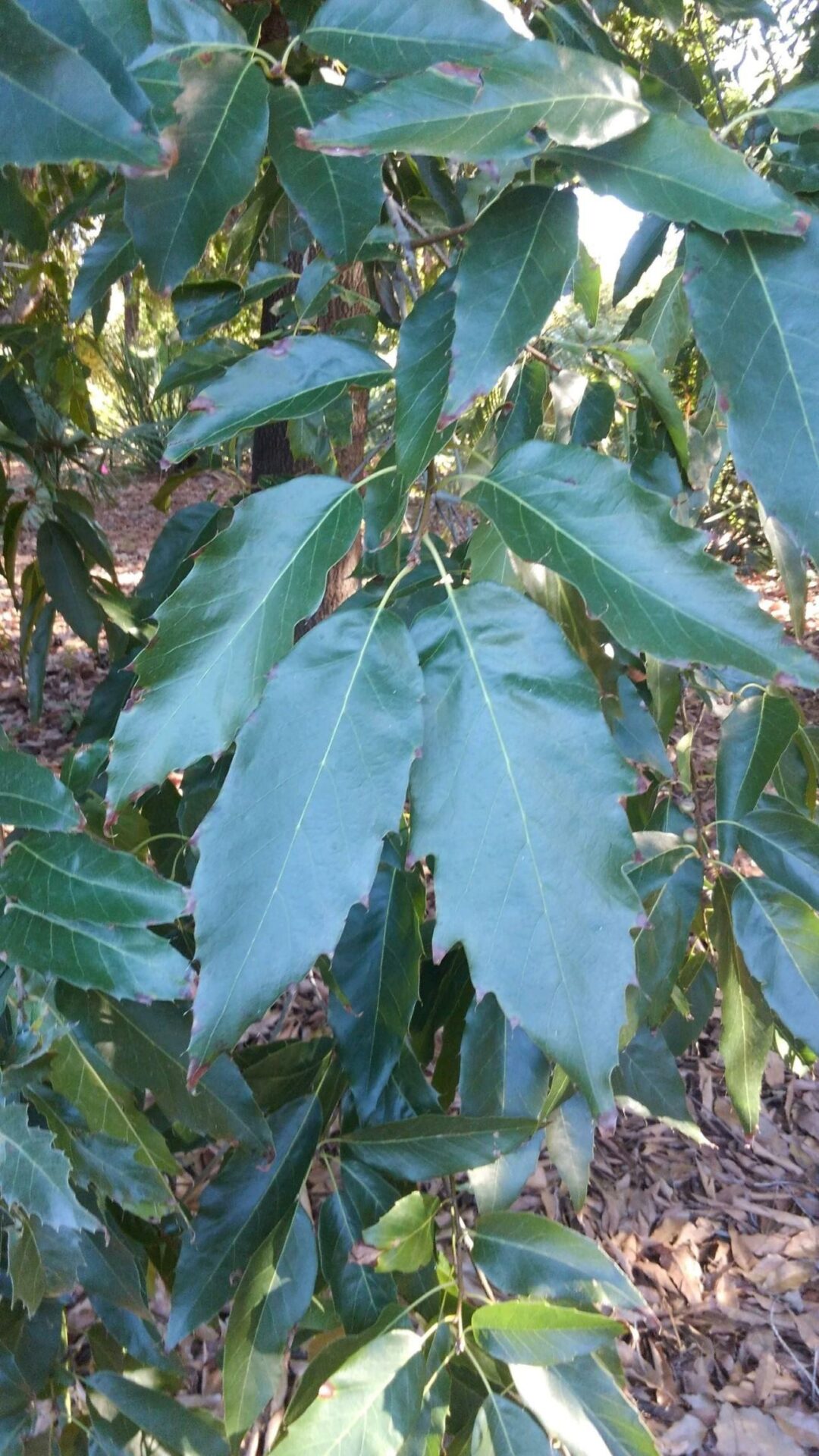 Quercus sartorii at The John Fairey Garden nursery in Hempstead, Texas
