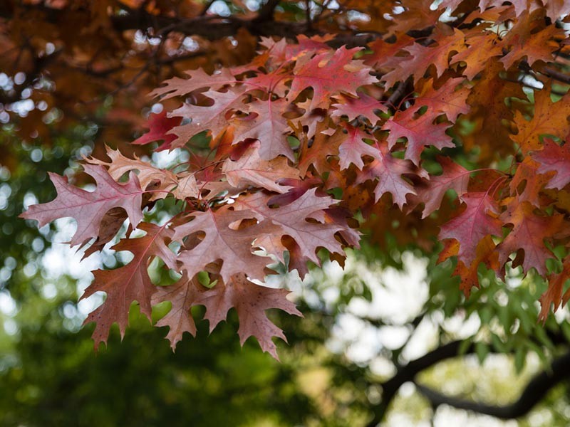 Quercus shumardii (Shumard Oak) at The John Fairey Garden nursery in Hempstead, Texas