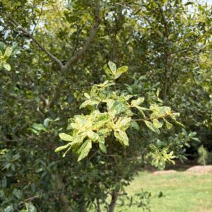 Quercus virginiana ‘Gold Barr’ (Gold Barr Southern Live Oak) at The John Fairey Garden nursery in Hempstead, Texas