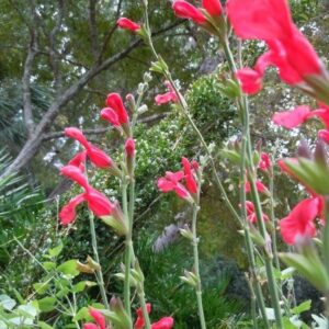 Salvia microphylla ‘San Carlos Festival’ (San Carlos Festival Sage) at The John Fairey Garden nursery in Hempstead, Texas