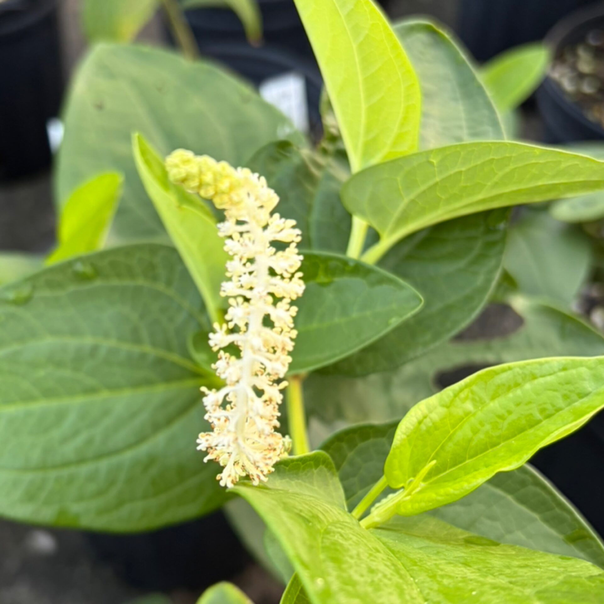 Saururus chinensis (Lizard's Tail) at The John Fairey Garden nursery in Hempstead, Texas