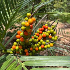 Seeds – Chamaedorea radicalis (Sierra Madre Palm Seeds) at The John Fairey Garden nursery in Hempstead, Texas
