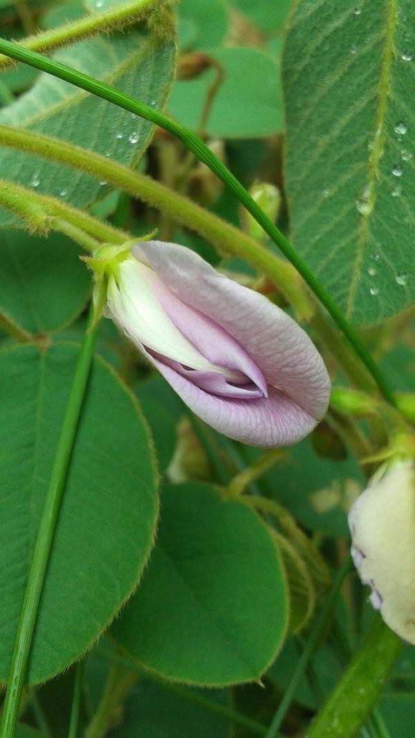 Tephrosia potosina (Edwards Plateau Hoarypea) at The John Fairey Garden nursery in Hempstead, Texas