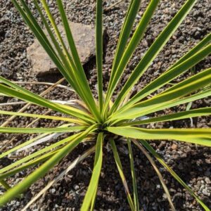 Yucca reverchonii (San Angelo Yucca) at The John Fairey Garden nursery in Hempstead, Texas