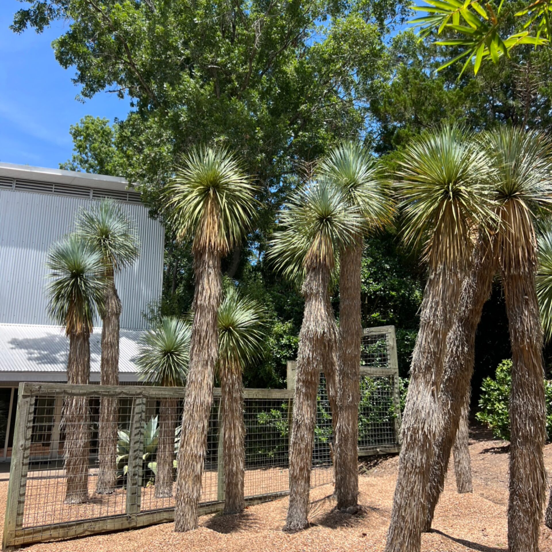 Yucca rostrata (Beaked Yucca) at The John Fairey Garden nursery in Hempstead, Texas