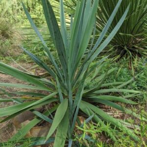 Yucca x ‘Silver Anniversary’ (Silver Anniversary Yucca) at The John Fairey Garden nursery in Hempstead, Texas