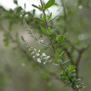 Aloysia gratissima (Whitebrush) at The John Fairey Garden nursery in Hempstead, Texas