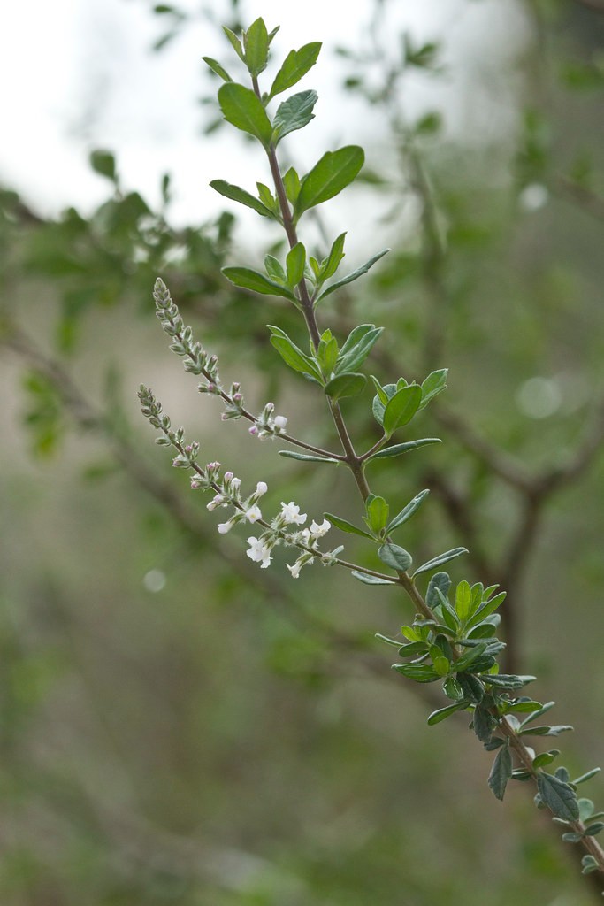 Aloysia gratissima (Whitebrush) at The John Fairey Garden nursery in Hempstead, Texas