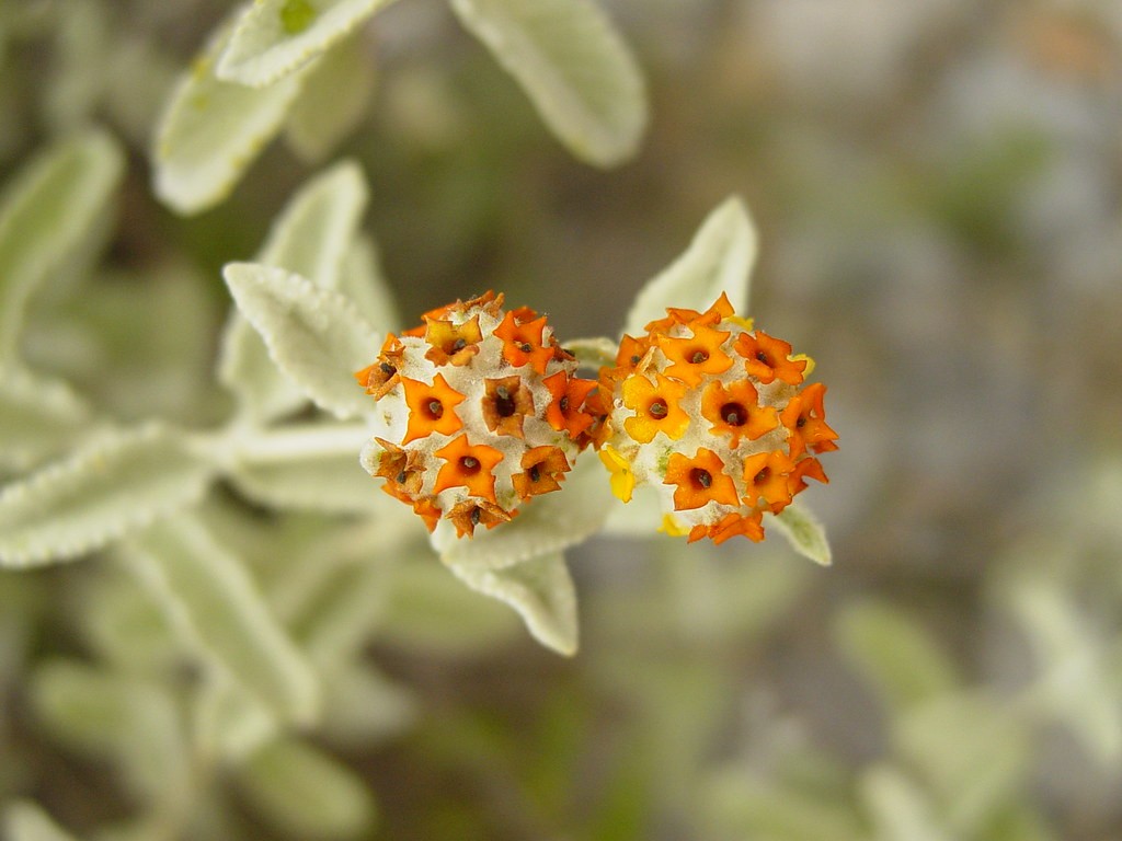 Buddleja marrubiifolia (Wooly Butterflybush) at The John Fairey Garden nursery in Hempstead, Texas