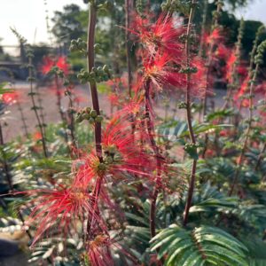 Calliandra houstoniana (Red Powderpuff) at The John Fairey Garden nursery in Hempstead, Texas