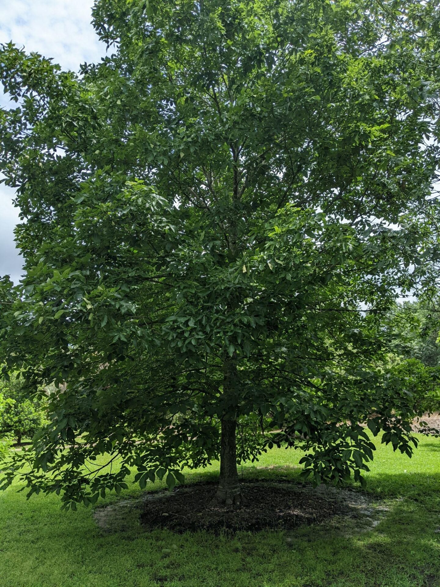 Carya ovata (Shagbark Hickory) at The John Fairey Garden nursery in Hempstead, Texas