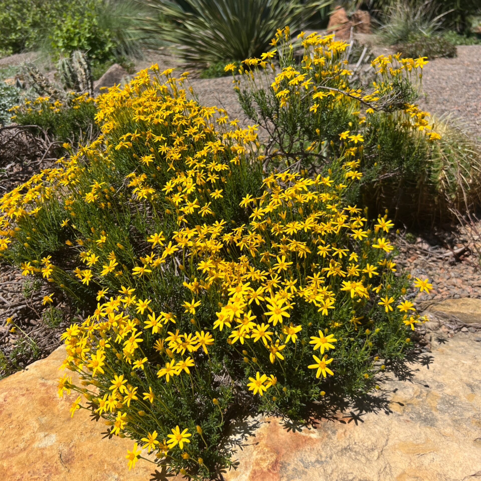 Chrysactinia mexicana (Damiantia) at The John Fairey Garden nursery in Hempstead, Texas