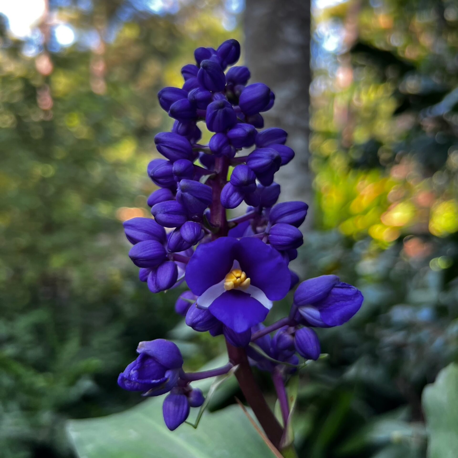 Dichorisandra thyrsiflora (Blue Ginger) at The John Fairey Garden nursery in Hempstead, Texas