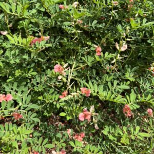 Indigofera miniata (Scarlet Pea) at The John Fairey Garden nursery in Hempstead, Texas