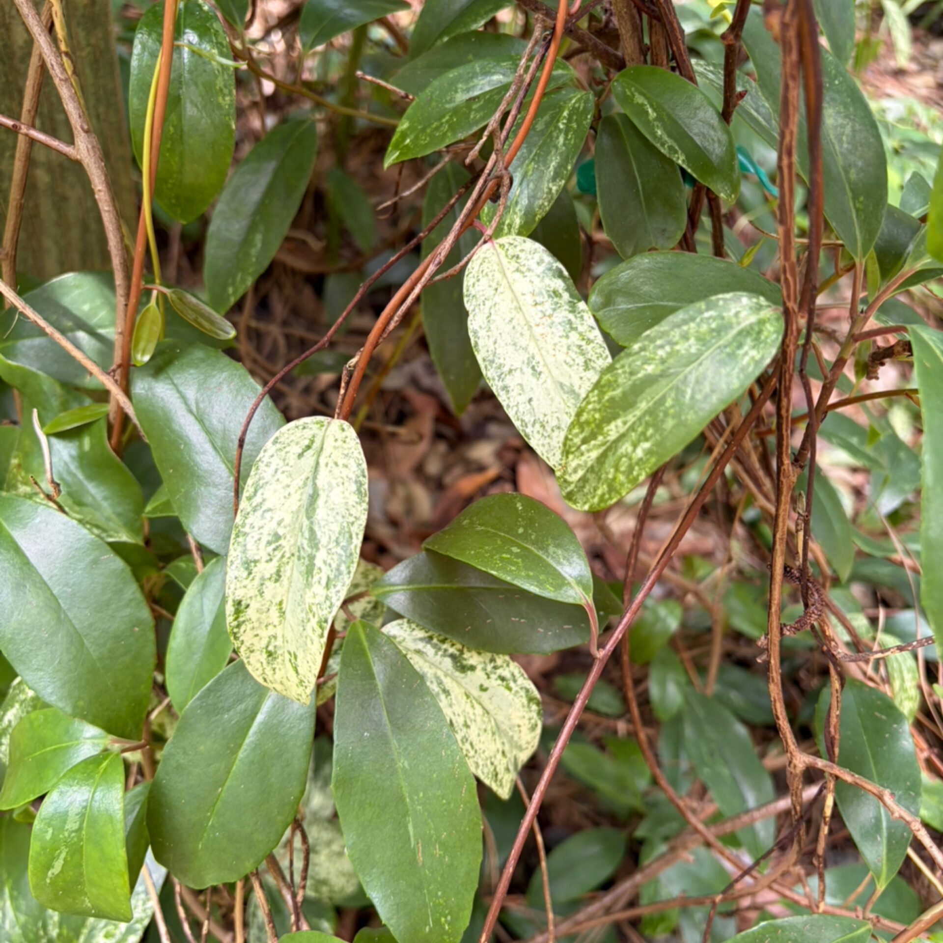 Kadsura japonica ‘Fukurin’ (Japanese Kadsura) at The John Fairey Garden nursery in Hempstead, Texas