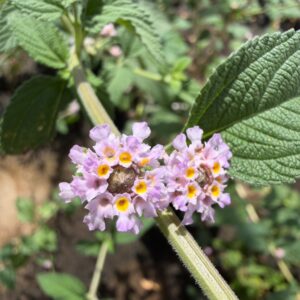 Lippia alba (Bushy Lippia) at The John Fairey Garden nursery in Hempstead, Texas