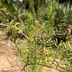 Mortonia greggii (Gregg's Saddlebrush) at The John Fairey Garden nursery in Hempstead, Texas