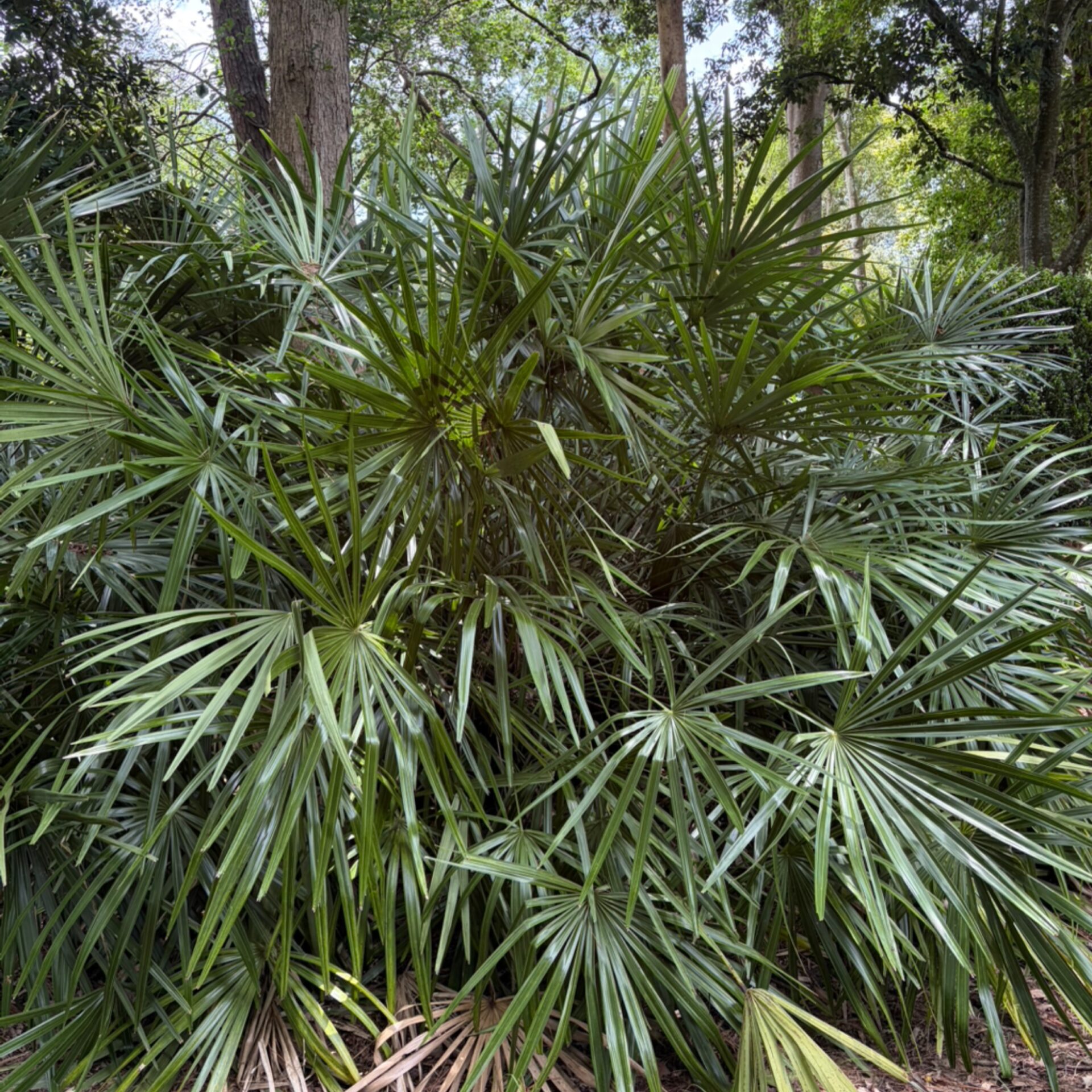 Rhapidophyllum hystrix (Needle Palm) at The John Fairey Garden nursery in Hempstead, Texas